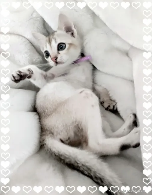 ミッフィ 様のお迎えした子猫