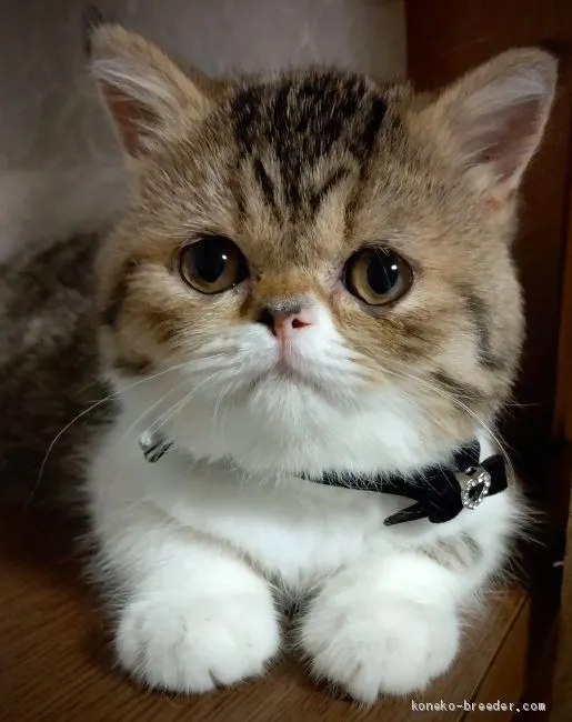 ID：2009-00910の子猫