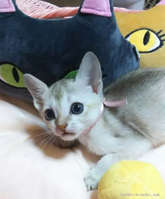 みっつー 様のお迎えした子猫