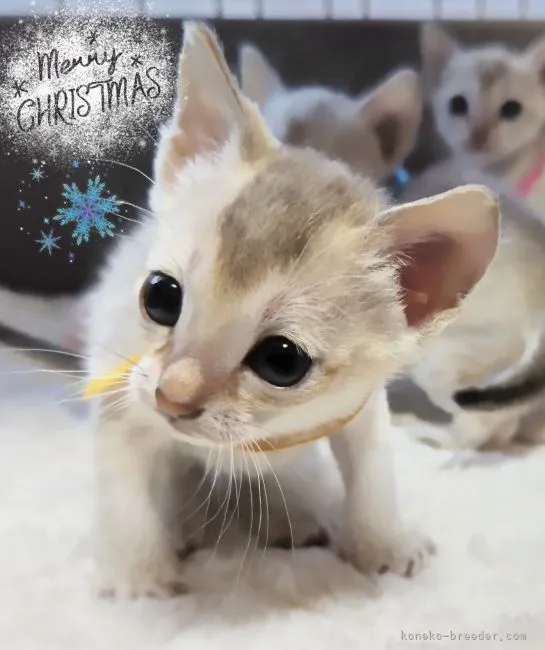 ID：2112-00298の子猫