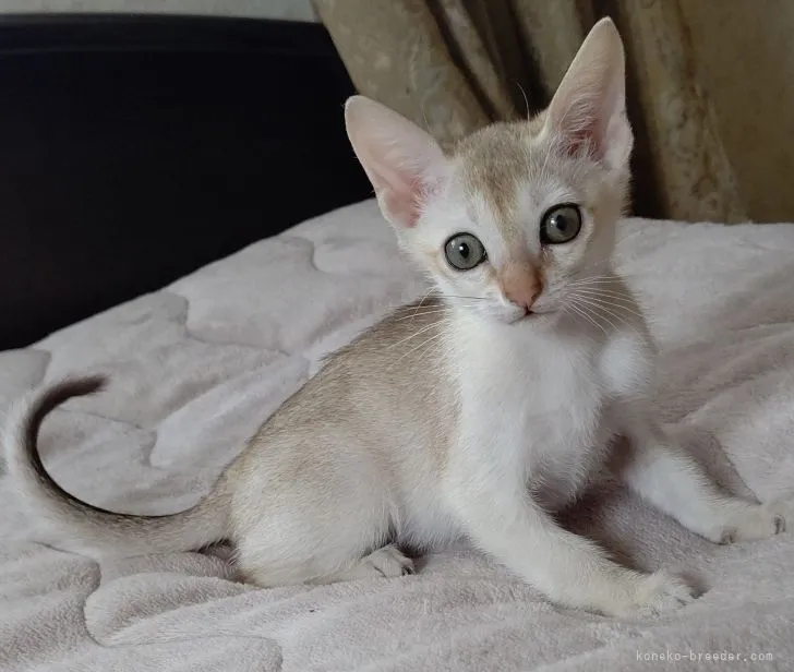 TOM 様のお迎えした子猫