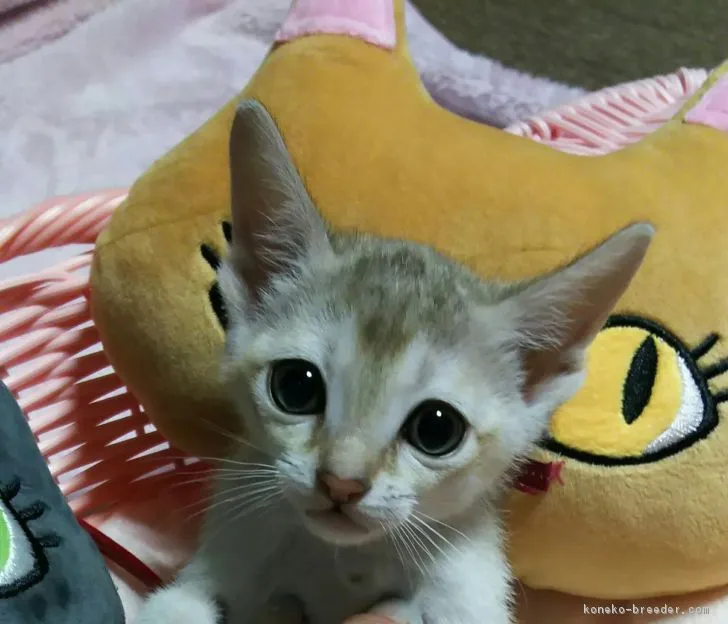 Miu 様のお迎えした子猫