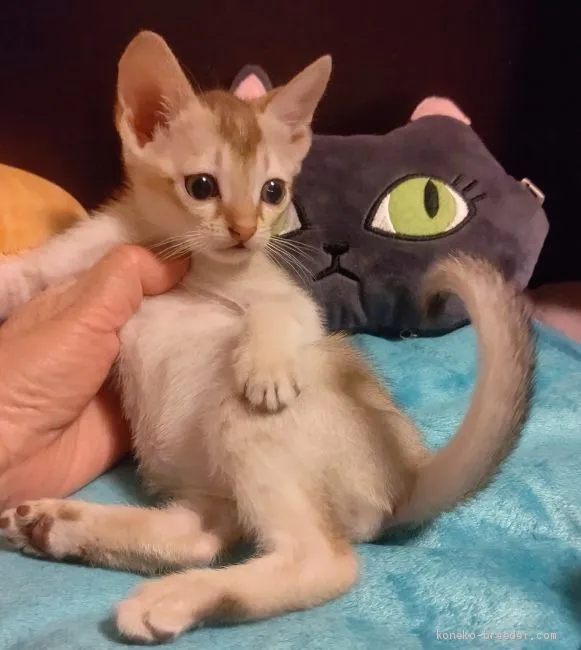 ID:2002-00670の子猫