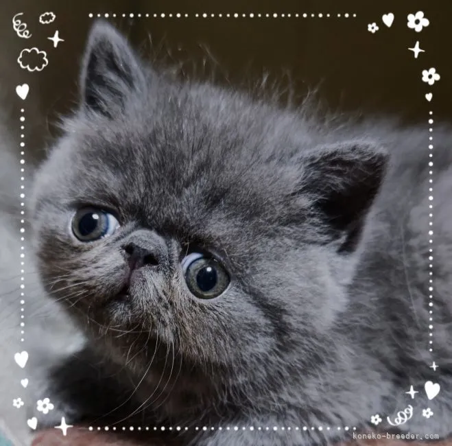 ID:2204-03019の子猫