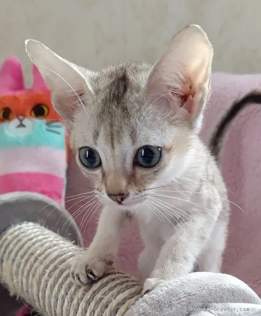 かずや 様のお迎えした子猫