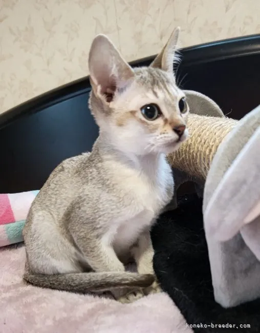 テル 様のお迎えした子猫