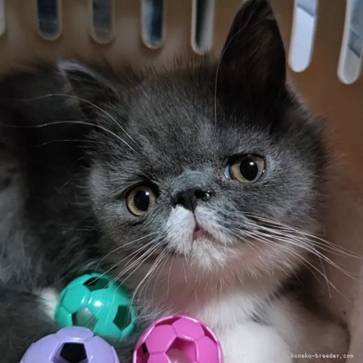 ID：2408-02536の子猫