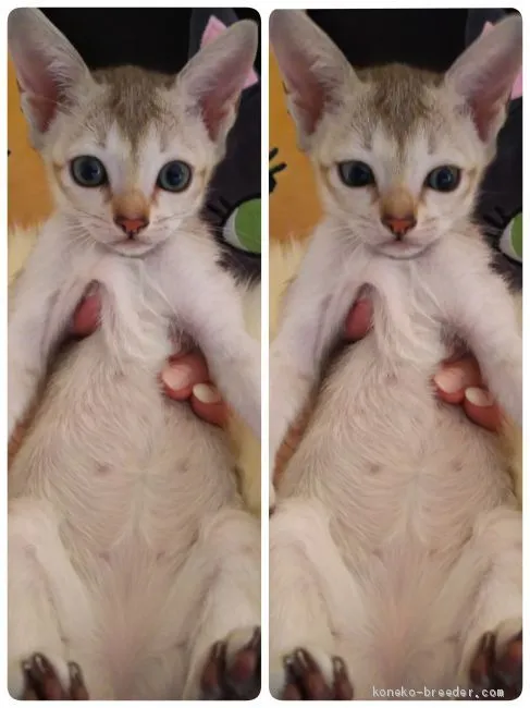 ID：1904-00678の子猫