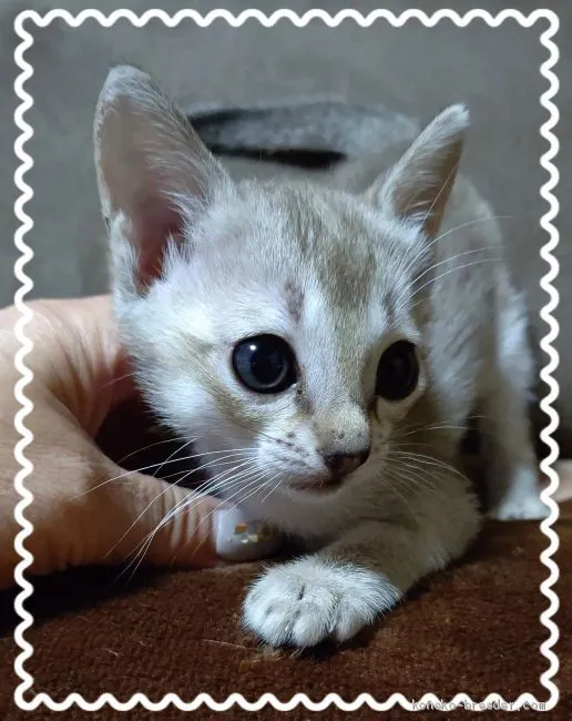 モモちゃんママ 様のお迎えした子猫