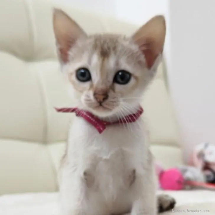 Latte 様のお迎えした子猫