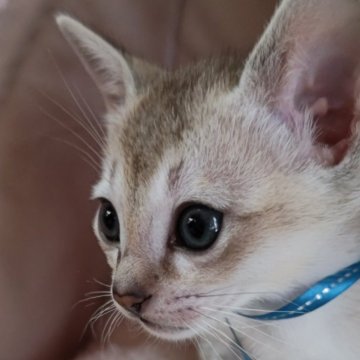 シンガプーラ【埼玉県・男の子・2024年4月11日・セピアアグーティ（短め）】の写真「希少な世界最小猫種✨父グランドチャンピオン👑」