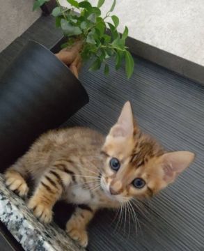 ベンガル【埼玉県・男の子・2021年6月1日・ブラウンスポテッドタビー】の写真「父猫チャンピオン✨遺伝子検査両親クリア❤️」