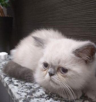 エキゾチックショートヘア【埼玉県・男の子・2021年5月2日・ブルーポイント（ショート）】の写真「上品なカラー✨ブルーポイント💙」