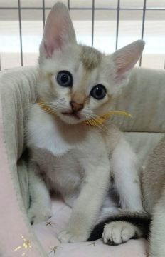 シンガプーラ【埼玉県・男の子・2020年3月7日・セピアアグーティ】の写真「世界最小猫種シンガプーラ小さくても元気いっぱい💕」