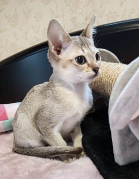 シンガプーラ【埼玉県・男の子・2021年7月16日・セピアアグーティ】の写真「世界最小猫種💖両親遺伝子病検査クリア🍀」