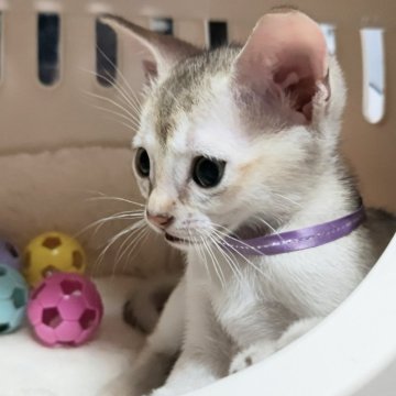 シンガプーラ【埼玉県・女の子・2024年5月20日・セピアアグーティ（短い）】の写真「希少な世界最小猫種✨抜け毛が目立たず育てやすいです」