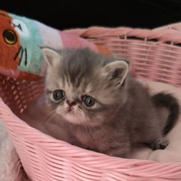 エキゾチックショートヘア【埼玉県・女の子・2022年8月1日・ブルークリーム（ショート）】の写真「パパ猫チャンピオン✨動くぬいぐるみです🐻💖」