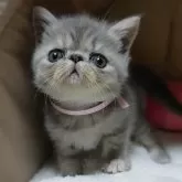 エキゾチックショートヘア【埼玉県・女の子・2024年4月30日・ブルークリームタビー】の写真1「エキゾチックらしい顔ペチャちゃん💗実物はまだまだ小さいです✨✨✨」