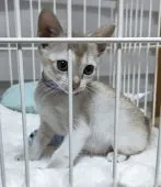 シンガプーラ【埼玉県・女の子・2021年10月23日・セピアアグーティー】の写真2「小さくても元気いっぱい🤗」