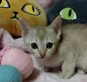 シンガプーラ【埼玉県・女の子・2020年12月10日・セピアアグーティ】の写真2