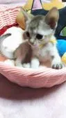 シンガプーラ【埼玉県・女の子・2018年3月14日・】の写真2「ますます可愛いくなってきましたよ☺💗」