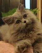 エキゾチックロングヘア【埼玉県・男の子・2021年5月2日・ブルー】の写真2「10/28撮影📷かっこいい子で大人しくて本当に良い子です😆💖💖💖」