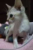 シンガプーラ【埼玉県・女の子・2021年3月24日・】の写真2