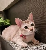 シンガプーラ【埼玉県・女の子・2023年4月22日・】の写真3「実物は写真以上の可愛らしさです❤️」