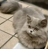 エキゾチックロングヘア【埼玉県・男の子・2021年5月2日・ブルー】の写真3「10/28撮影📷毛ブキも良いです💖」