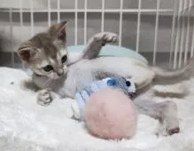 シンガプーラ【埼玉県・女の子・2021年10月23日・セピアアグーティー】の写真4