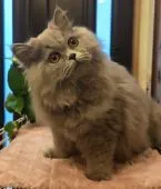 エキゾチックロングヘア【埼玉県・男の子・2021年5月2日・ブルー】の写真4「おっとりのんびり君🍀」