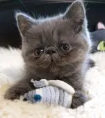 エキゾチックショートヘア【埼玉県・男の子・2022年3月19日・ブルー】の写真4