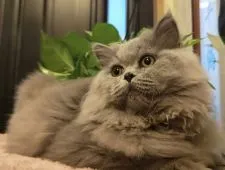 エキゾチックロングヘア【埼玉県・男の子・2021年5月2日・ブルー】の写真5「サラサラ下毛質で毛玉になりにくいです🤗🍀」