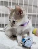 シンガプーラ【埼玉県・女の子・2021年10月23日・セピアアグーティー】の写真5