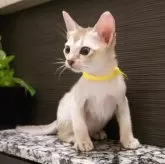 シンガプーラ【埼玉県・男の子・2025年7月11日・セピアアグーティ】の写真9