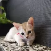 シンガプーラ【埼玉県・女の子・2025年7月18日・セピアアグーティ】の写真13