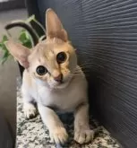 シンガプーラ【埼玉県・男の子・2025年7月11日・セピアアグーティ】の写真10