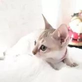 シンガプーラ【埼玉県・女の子・2025年9月4日・セピアアグーティ】の写真10