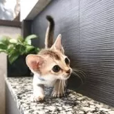 シンガプーラ【埼玉県・男の子・2025年5月10日・セピアアグーティ】の写真11