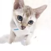 シンガプーラ【埼玉県・男の子・2025年9月4日・セピアアグーティ】の写真10