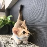 シンガプーラ【埼玉県・男の子・2025年5月10日・セピアアグーティ】の写真12