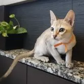 シンガプーラ【埼玉県・男の子・2025年7月11日・セピアアグーティ】の写真13