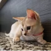 シンガプーラ【埼玉県・女の子・2025年7月18日・セピアアグーティ】の写真14