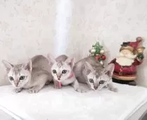 シンガプーラ【埼玉県・女の子・2025年9月4日・セピアアグーティ】の写真12「生後70日を過ぎた頃です💕みんなしっかり育ってきました✨」