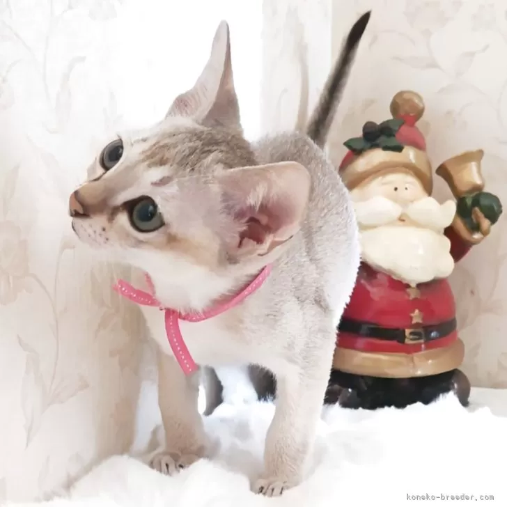 シンガプーラ【埼玉県・女の子・2025年9月4日・セピアアグーティ】の写真1「アイラインもハッキリした美形な女の子です✨毛の質も短くしっとりしていて肌触り抜群です😊✨」