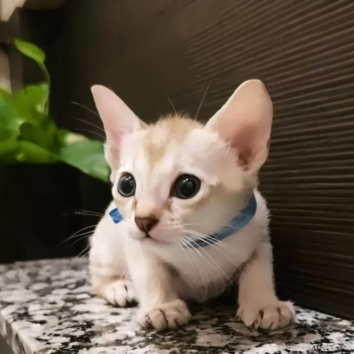 T.H 様のお迎えした子猫