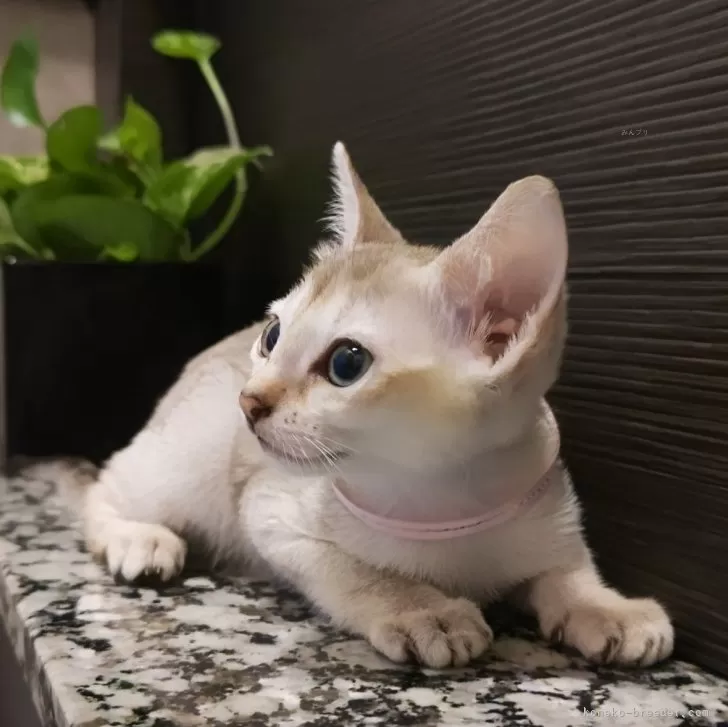 ID:2510-02969の子猫