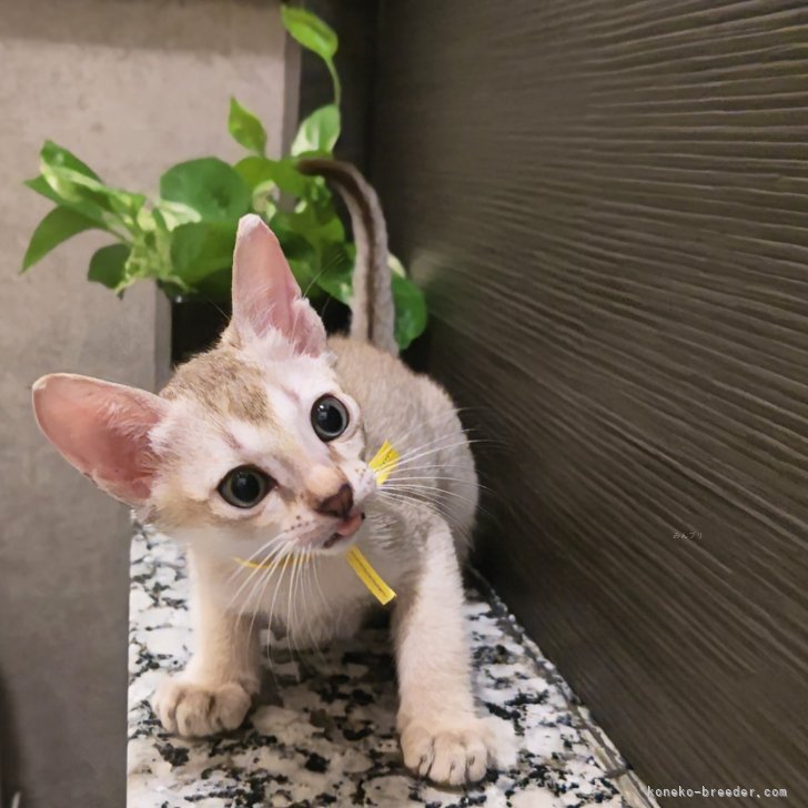 ブリーダー画像