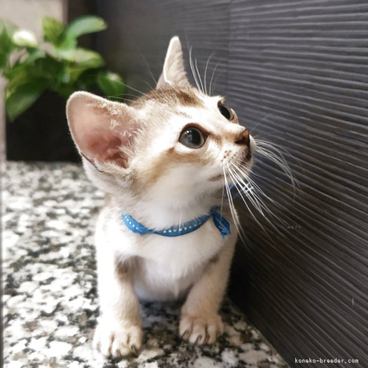 ５黄の猫　　 楽天市場】【スーパーSALE限定/P5倍】猫 トイレ 猫トイレ 子猫