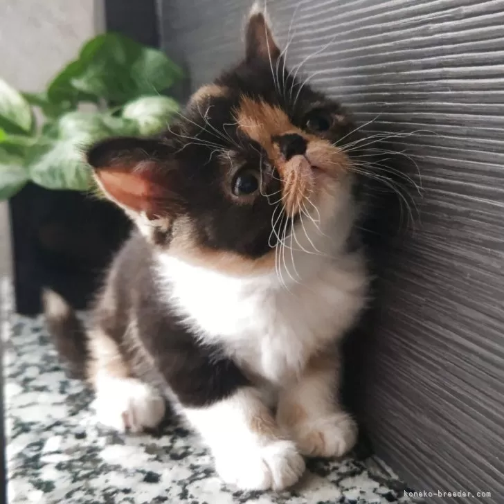 ID：2506-03202の子猫